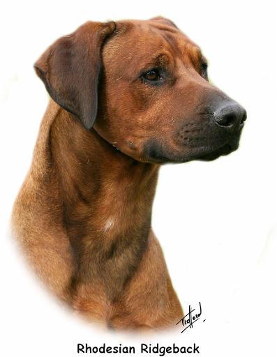 Rhodesian Ridgeback 9Y338D-044.jpg